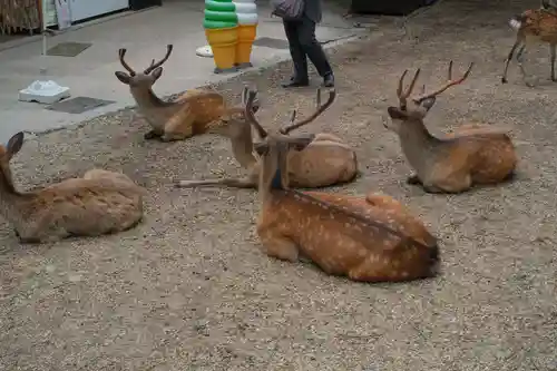 春日大社の動物