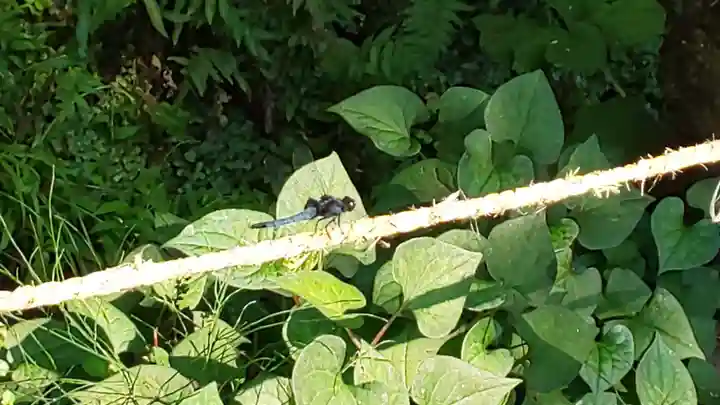 出雲大神宮の動物