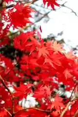 上川神社の自然