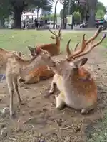 氷室神社の動物