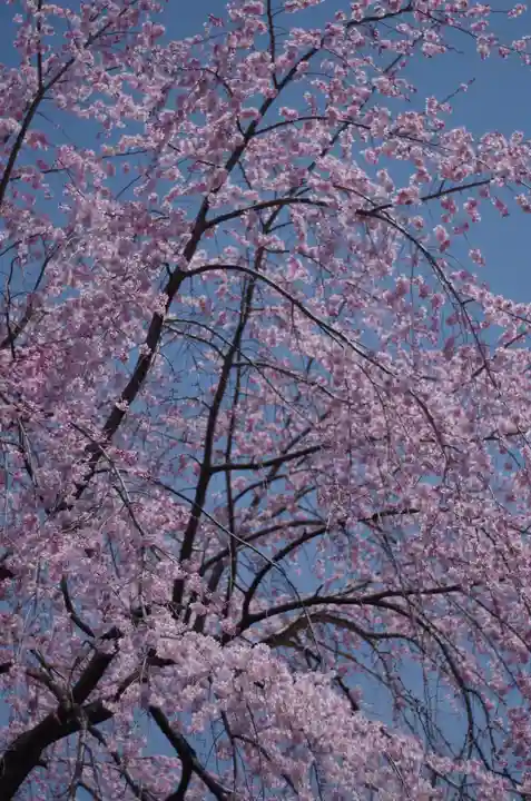 平野神社(京都府)