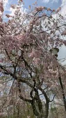 平野神社(京都府)