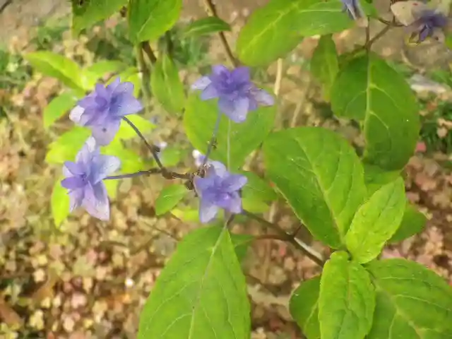 御霊神社の自然
