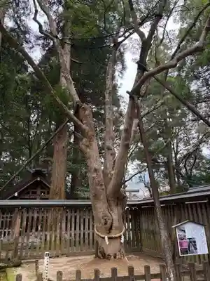 天岩戸神社(宮崎県)