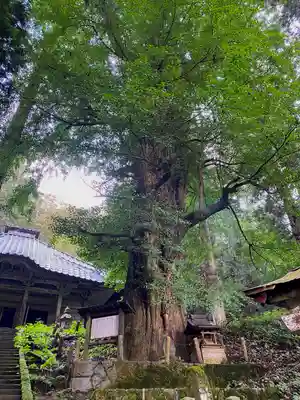 由豆佐賣神社の自然