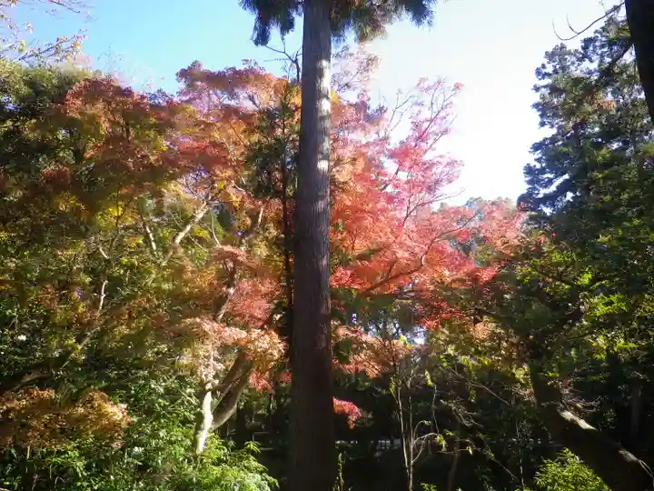 鶴岡八幡宮の自然