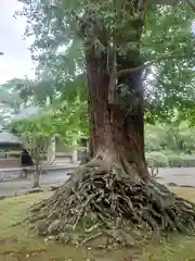 安房神社(千葉県)