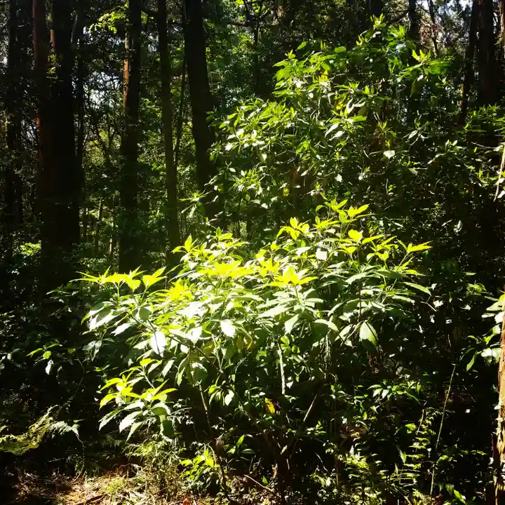 鹿島神宮の自然