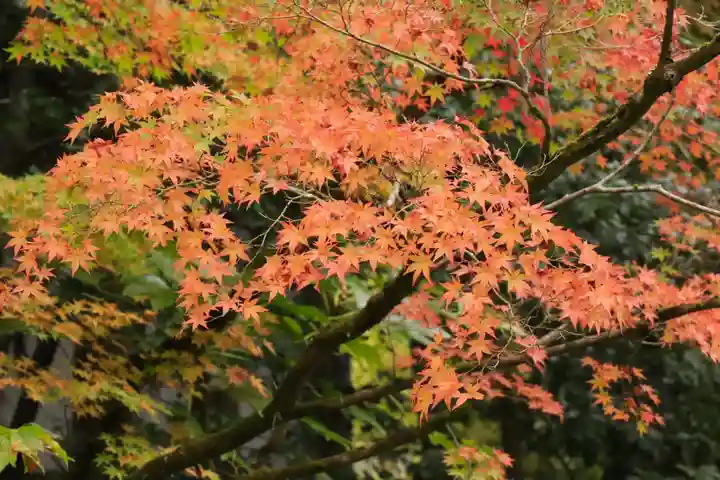 常照寺(京都府)