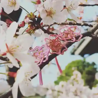 早稲田神社のお守り