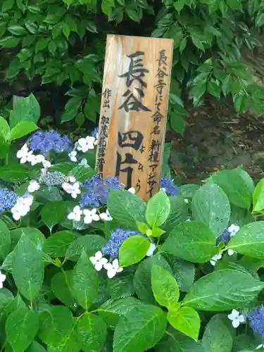 長谷寺(神奈川県)