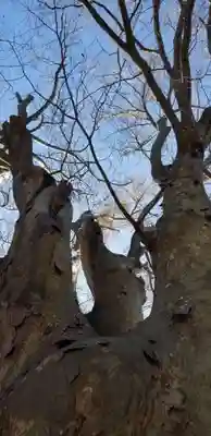 国府台天満宮の自然