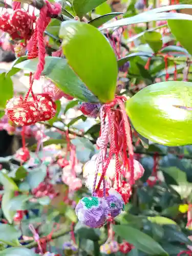 赤坂氷川神社の自然