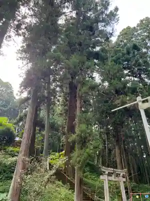 大宮温泉神社の鳥居
