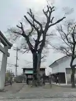 菅原神社の{uncategorized: "未分類", other: "その他", undefined: "問題あり", building: "その他建物", grave: "お墓", sacred_gate: "鳥居", guardian: "狛犬", statue: "像", buddha: "仏像", history: "歴史", nature: "自然", garden: "庭園", animal: "動物", pagoda: "塔", temizu: "手水舎", mountain_gate: "山門・神門", sanctuary: "本殿・本堂", subordinate: "末社・摂社", art: "芸術", scenery: "景色", jizo: "地蔵", ema: "絵馬", goshuin: "御朱印", omikuji: "おみくじ", items: "授与品その他", amulet: "お守り", goshuincho: "御朱印帳", eats: "食事", festival: "お祭り", votive_dance: "神楽", shichigosan: "七五三参", wedding: "結婚式", experience: "体験その他", initially: "初詣", around: "周辺", anti_infection: "感染症対策"}