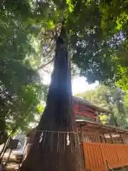 氷川神社(埼玉県)