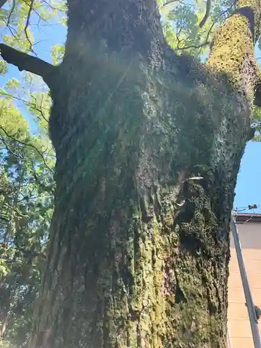 新溝神社の自然