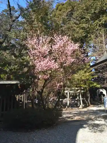 甲斐國一宮 浅間神社の自然