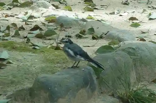 住吉神社の動物