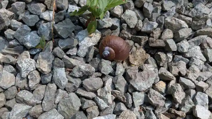 愛別神社の動物