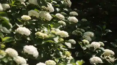 岡寺(龍蓋寺)(奈良県)