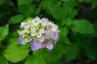 救馬溪観音の自然