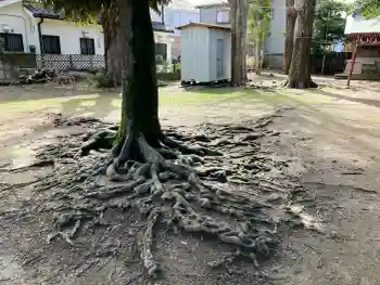 春日神社の御朱印 2026年03月