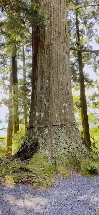 高根白山神社の自然