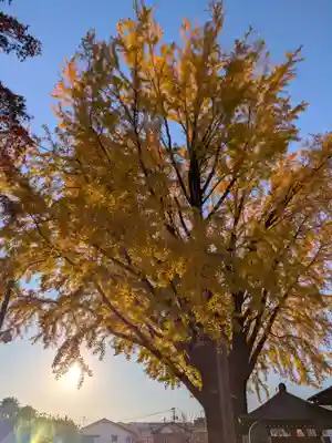 成願寺(東京都)