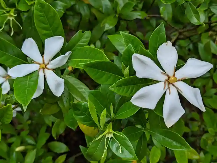 法金剛院の自然