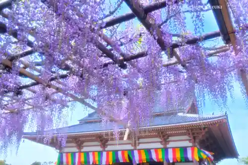 西新井大師総持寺(東京都)