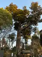 妙照寺(千葉県)