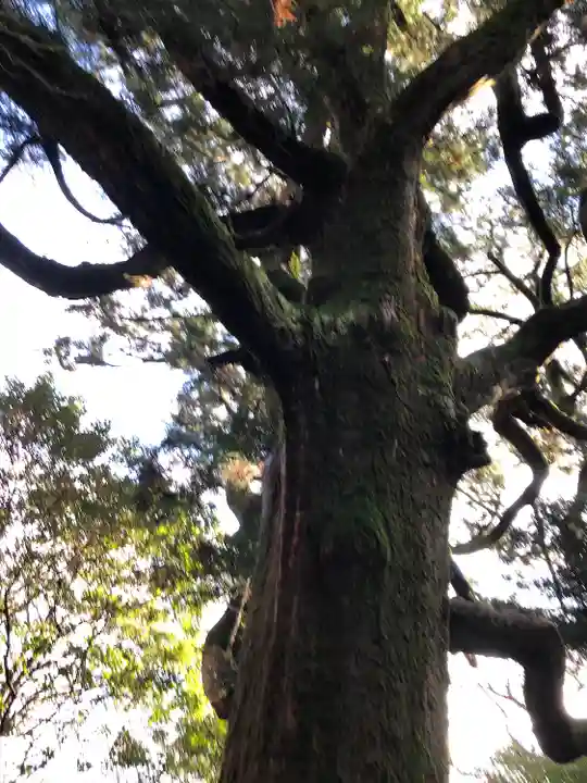 筑波山神社の自然