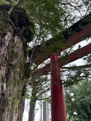 淺間神社（忍野八海）(山梨県)