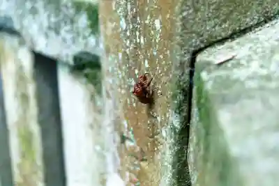 諏訪大社下社春宮(長野県)