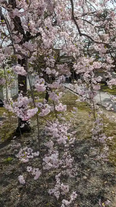 妙顯寺(妙顕寺)(京都府)