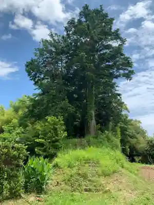 日枝神社の自然