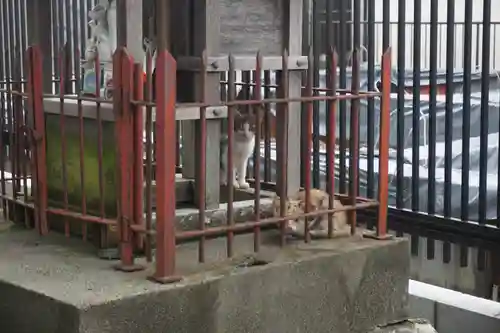 天王坊稲荷神社の動物