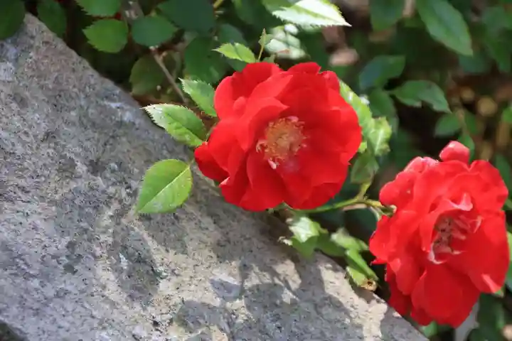 神炊館神社 ⁂奥州須賀川総鎮守⁂の庭園