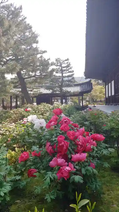 建仁寺(建仁禅寺)の自然