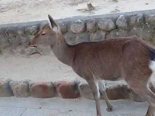 厳島神社の動物