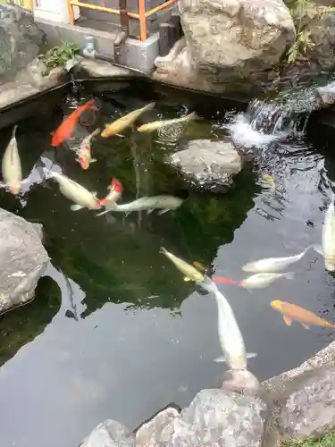 尾張猿田彦神社の動物
