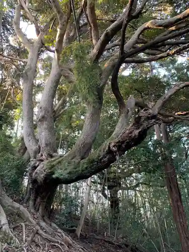 愛宕神社の自然