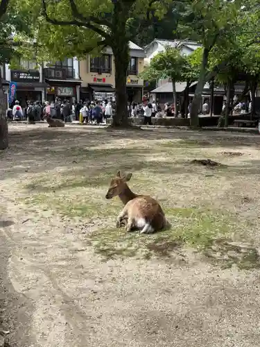 厳島神社の動物