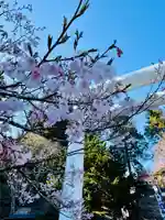 タカトオコヒガンザクラ