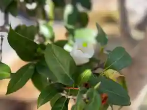 西方山極楽寺(岐阜県)(2026年03月21日(土) 12時24分21秒投稿)