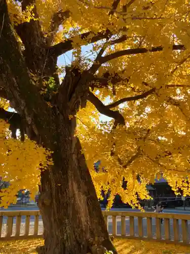 本願寺（西本願寺）の自然