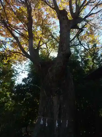 神明社(埼玉県)