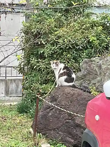 大智院（清水寺大智院）の動物