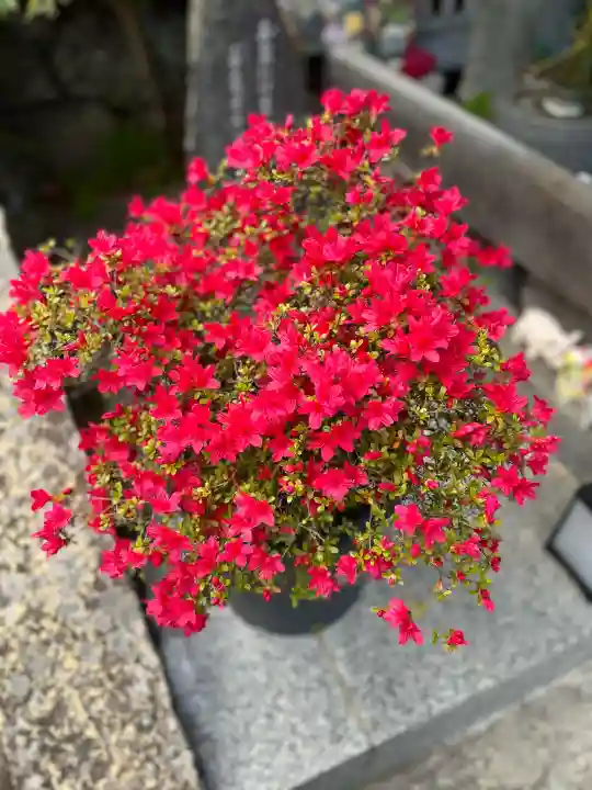 子安地蔵寺の{uncategorized: "未分類", other: "その他", undefined: "問題あり", building: "その他建物", grave: "お墓", sacred_gate: "鳥居", guardian: "狛犬", statue: "像", buddha: "仏像", history: "歴史", nature: "自然", garden: "庭園", animal: "動物", pagoda: "塔", temizu: "手水舎", mountain_gate: "山門・神門", sanctuary: "本殿・本堂", subordinate: "末社・摂社", art: "芸術", scenery: "景色", jizo: "地蔵", ema: "絵馬", goshuin: "御朱印", omikuji: "おみくじ", items: "授与品その他", amulet: "お守り", goshuincho: "御朱印帳", eats: "食事", festival: "お祭り", votive_dance: "神楽", shichigosan: "七五三参", wedding: "結婚式", experience: "体験その他", initially: "初詣", around: "周辺", anti_infection: "感染症対策"}